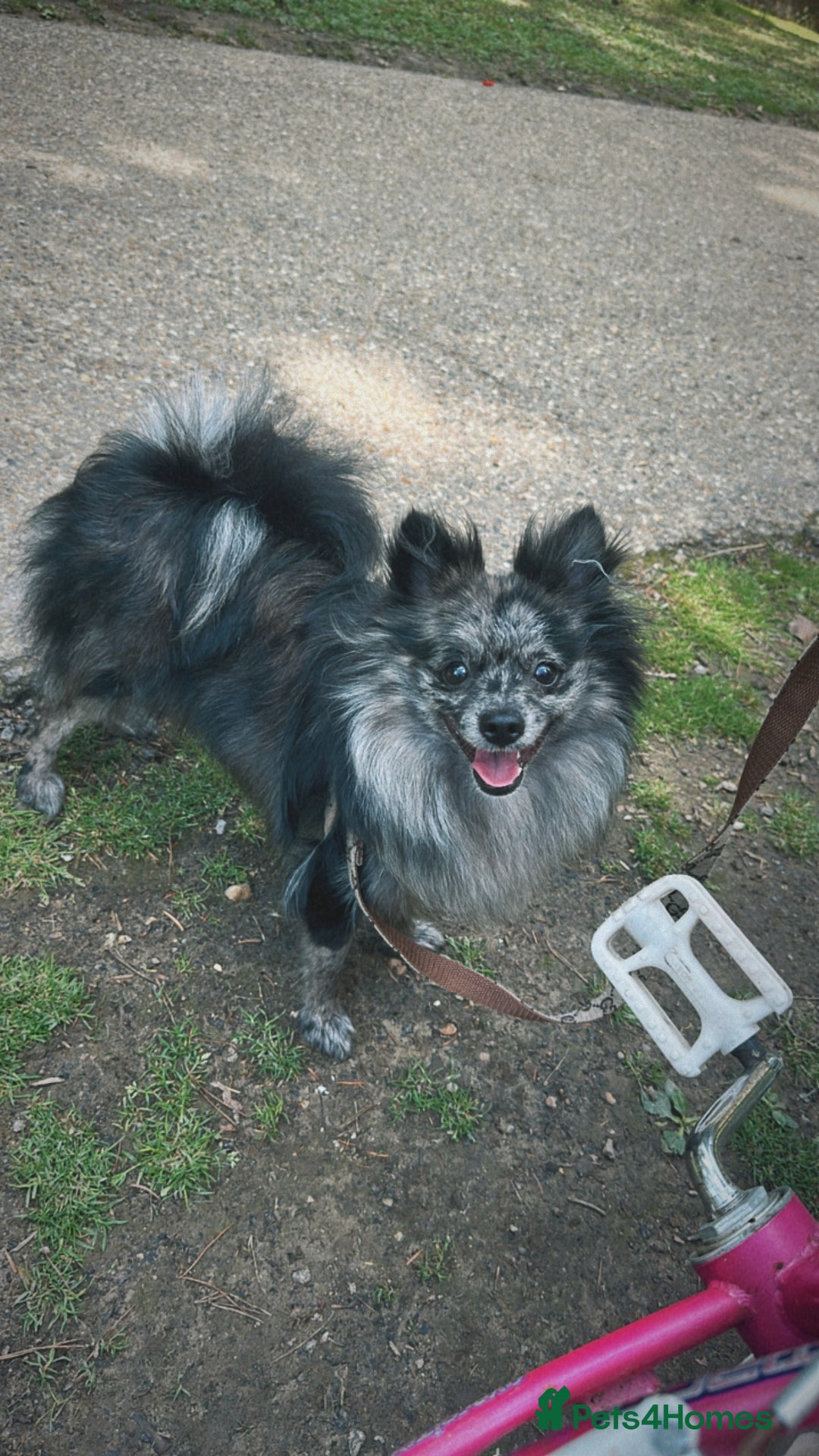 Pomeranian dogs for sale: Pom for rehoming - Image 1