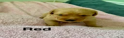 Labrador Retriever dogs for sale: Fox red Labrador puppies for sale - Advert 10