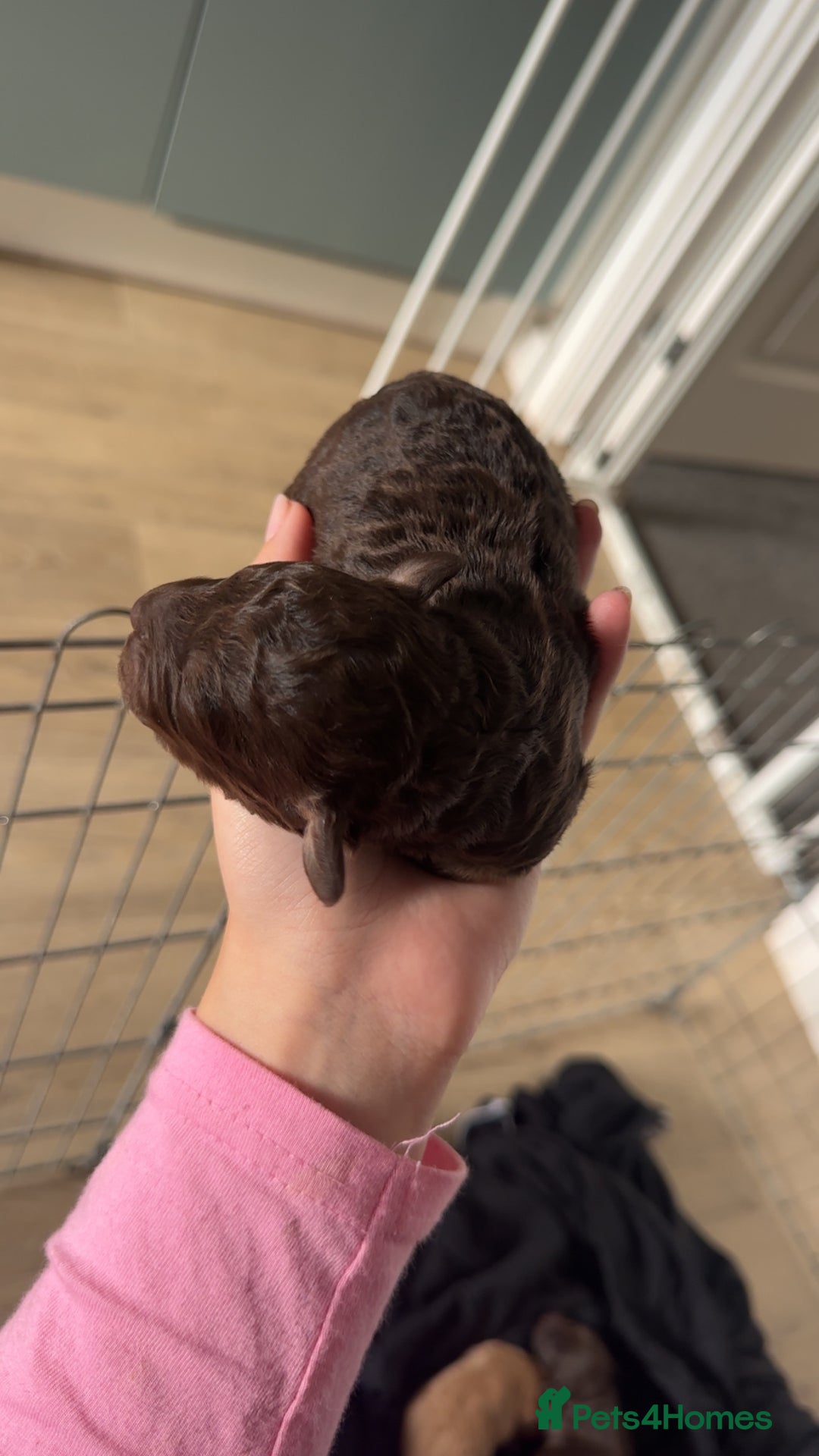 Cockapoo dogs for sale: 5 gorgeous cockapoos - Image 12