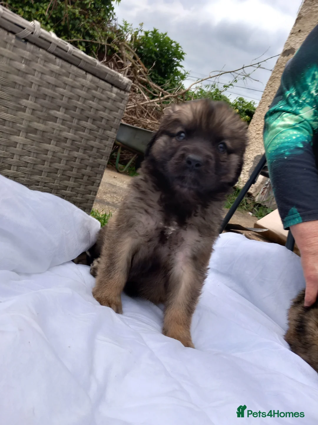 Leonberger dogs for sale: Beautiful home raised girl puppies - Advert 2