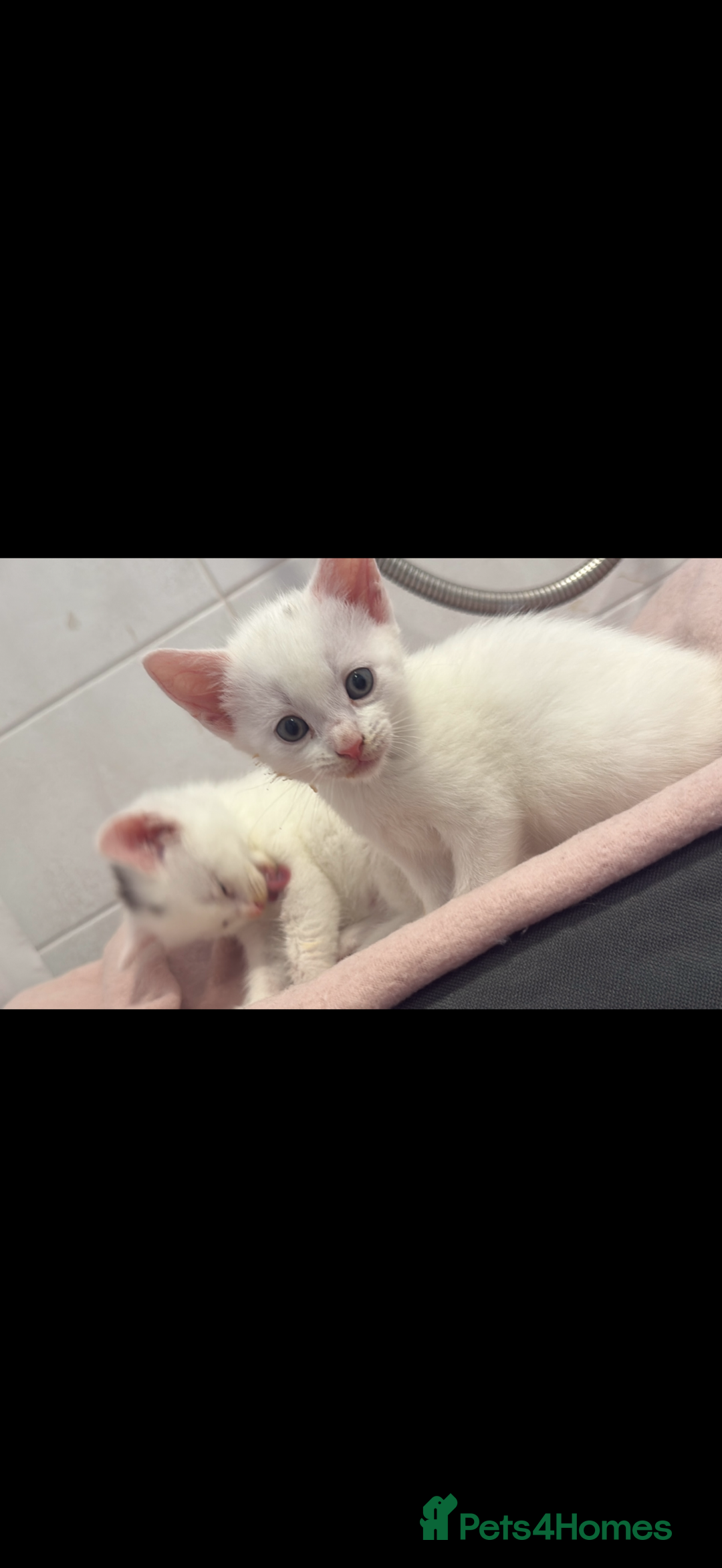 British Shorthair cats for sale: Beautiful kittens  - Image 2