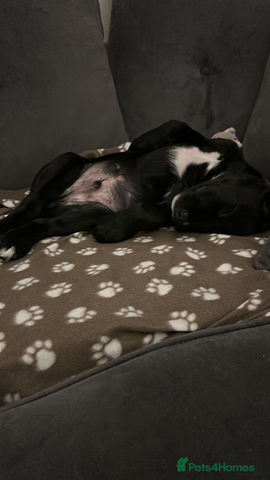 Borador dogs for sale: Barney  - Advert 14