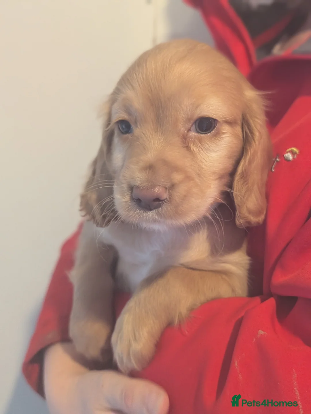 Cocker Spaniel dogs for sale: Pups from Health Tested Champion Trialling lines. - Advert 7