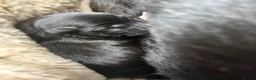 Mixed Breed dogs for sale: Border collie x staffie x German sheppard pups - Advert 9