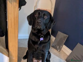 Labradoodle dogs F1 Miniature Labradoodles - Advert 7