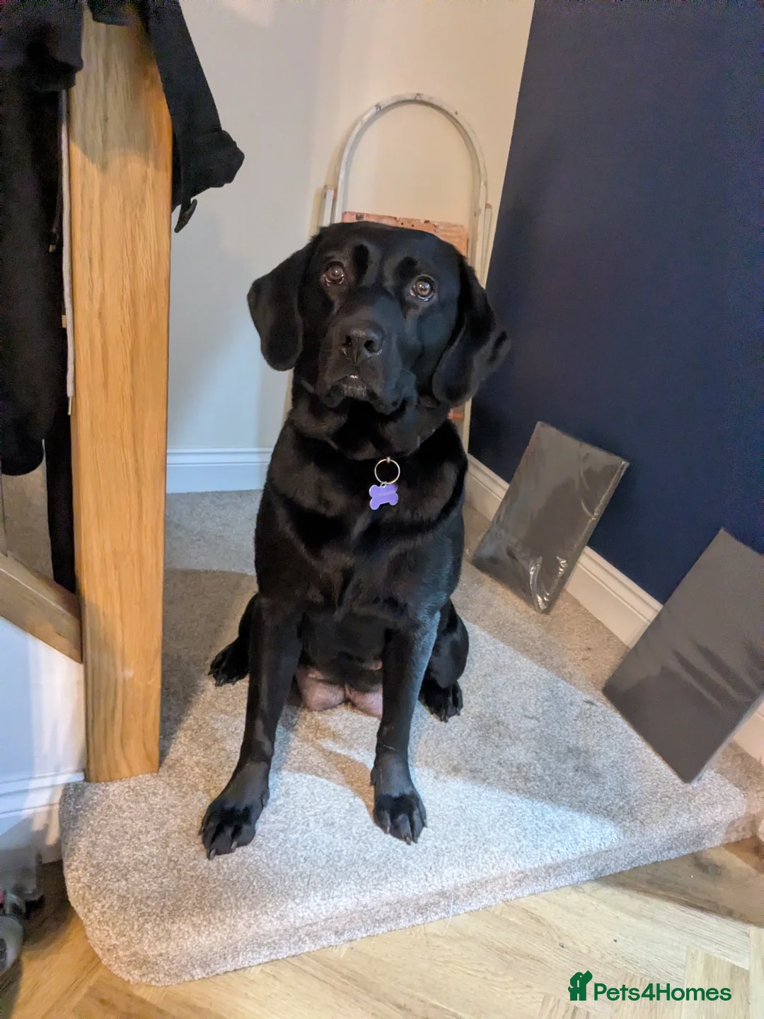 Labradoodle dogs for sale: F1 Miniature Labradoodles  - Advert 1