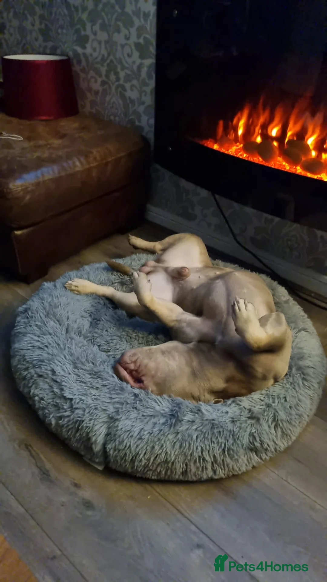 Mixed Breed dogs for sale: Blu the FRULLY - Advert 6