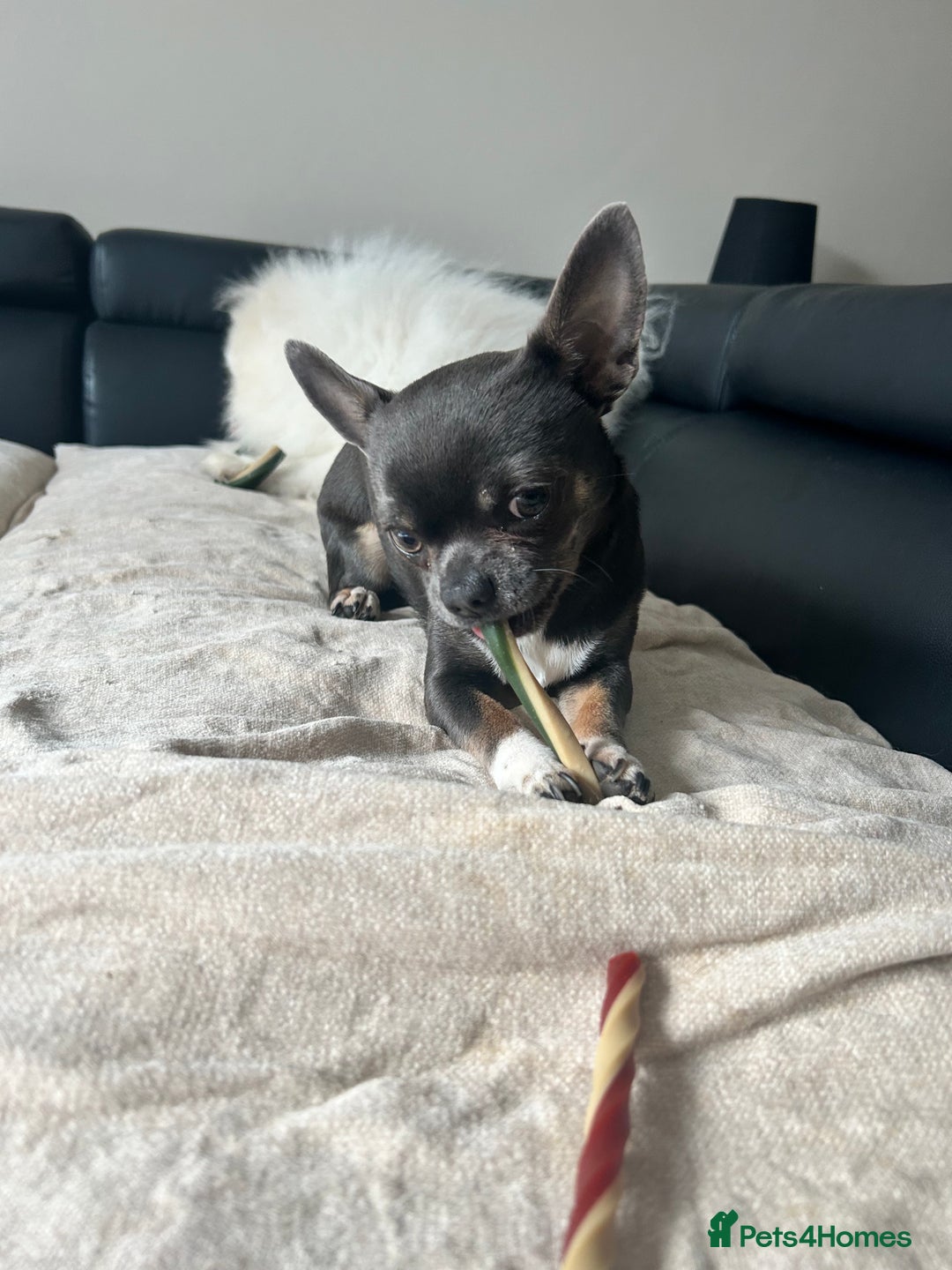 Chihuahua dogs for stud: Stud only. Full pedigree lilac chihuahua £300 - Advert 10