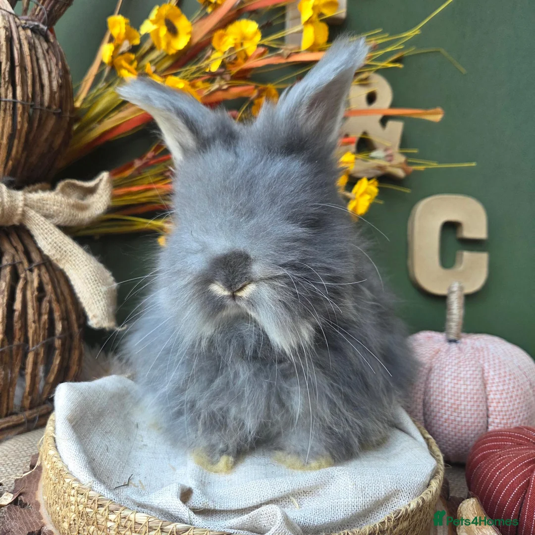 Angora rabbits for sale: English Angora Babies - Advert 2