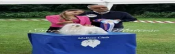 Maltese dogs for sale: Tiny KC Reg. Korean Maltese- CH line show dogs! - Advert 29