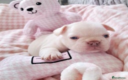 French Bulldog dogs for sale: French bulldog , merle, platinum, fluffy carriers. - Image 18