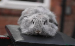 Mixed Breed rabbits for sale: Baby Lionheads Looking For Homes  - Image 11