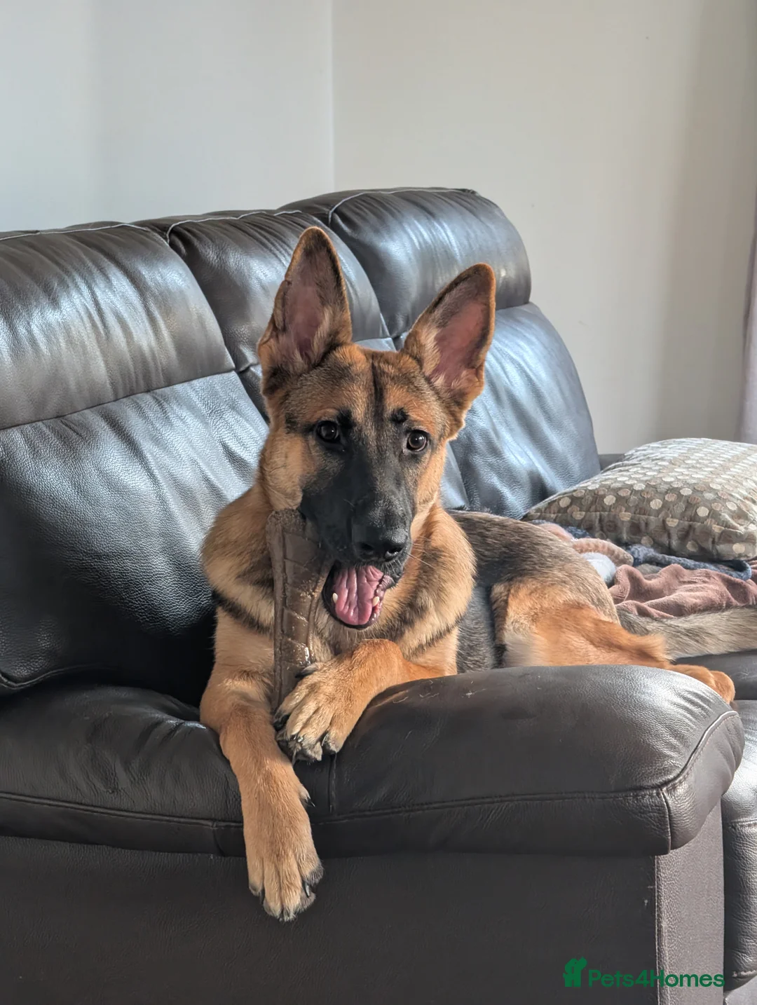 German Shepherd dogs for sale: Young gsd male superb temperament  - Advert 2