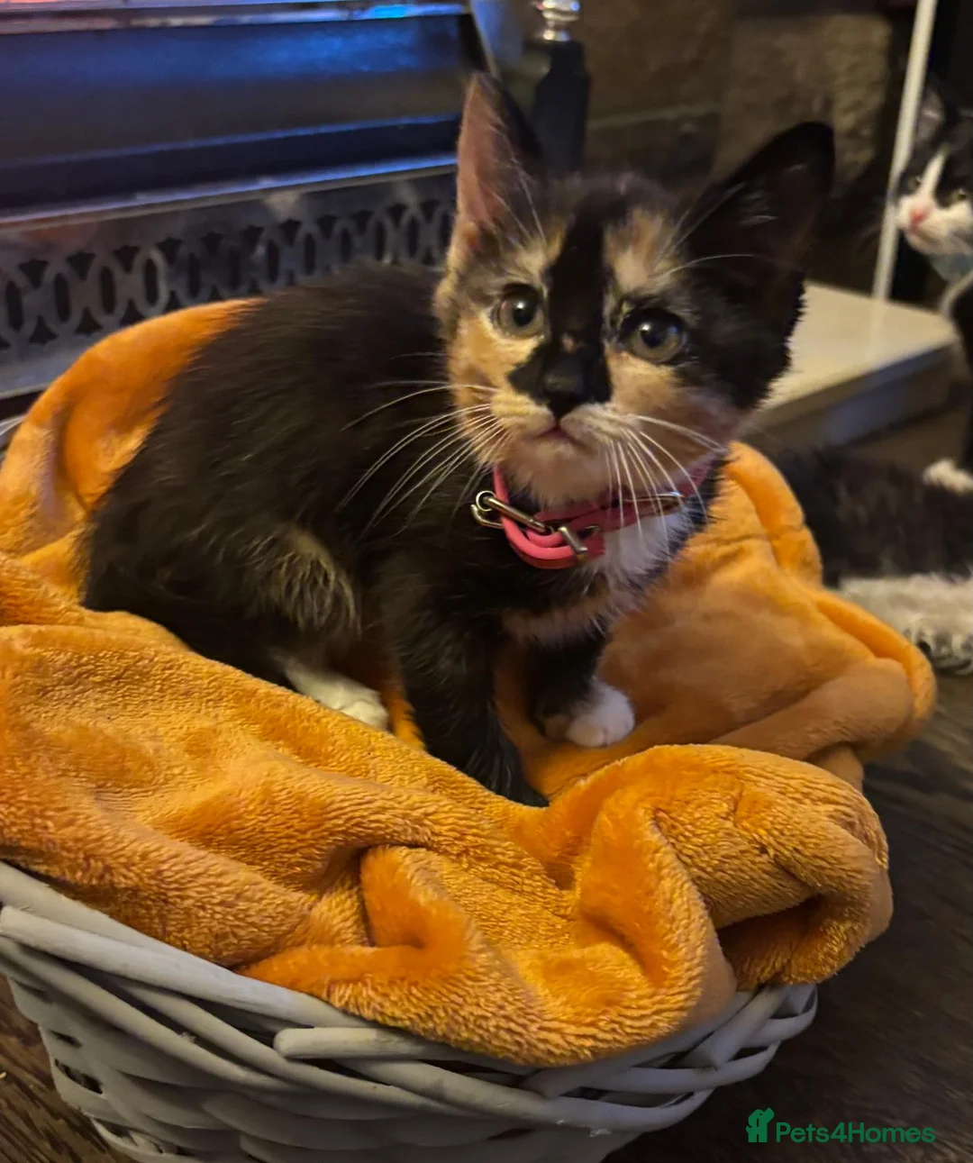 Mixed Breed cats for sale: Beautiful super fluffy mixed breed kittens - Advert 22