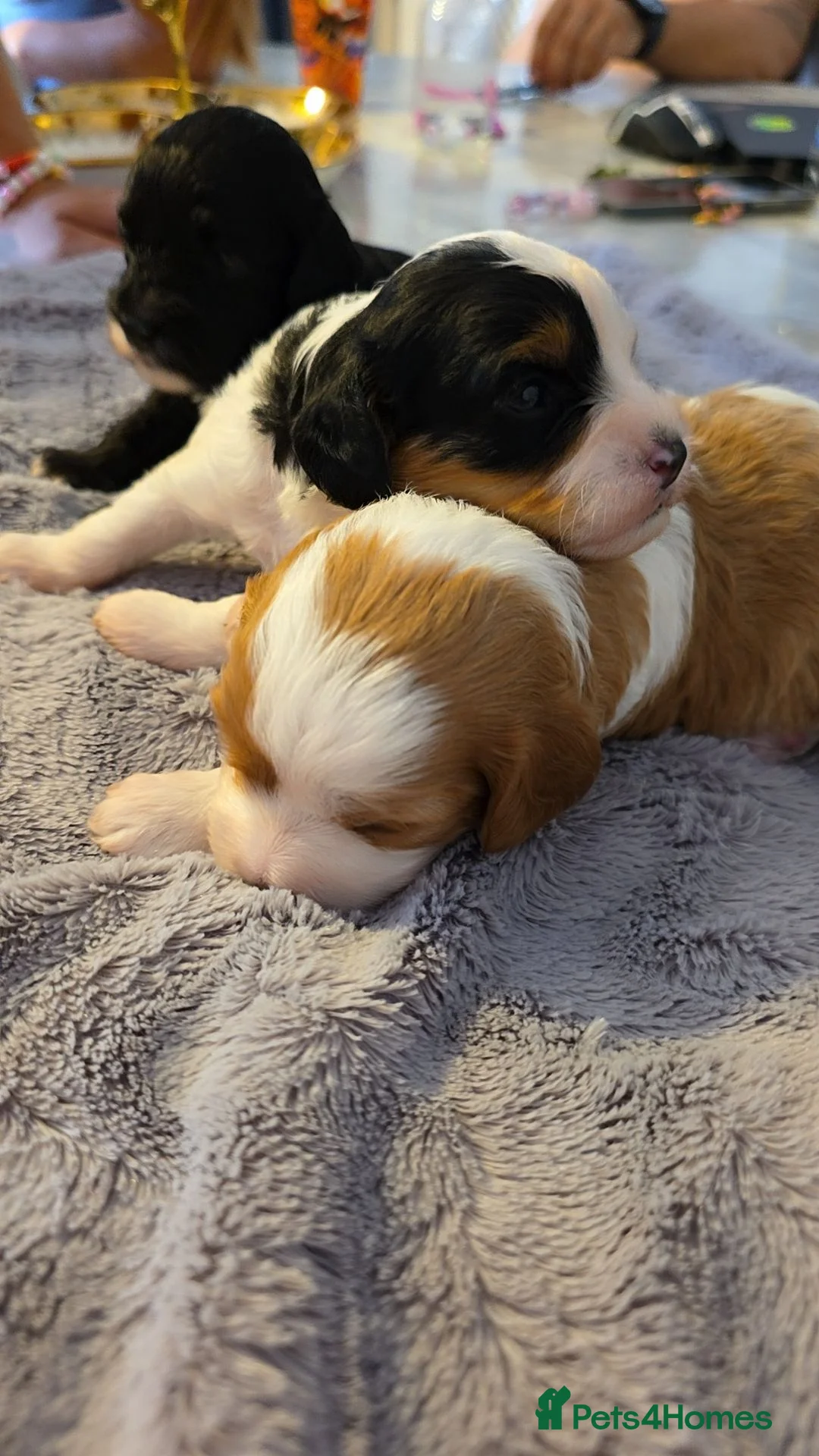 Cavapoo dogs for sale: Beautiful cavapoo puppies  - Advert 6