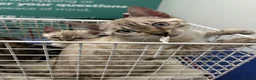 Bengal cats for sale: Supper friendly TICA registered kittens  - Advert 25