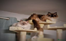 Ragdoll cats for sale: Three Adorable Blue Point Ragdoll Kittens - Image 2