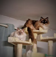 Ragdoll cats - Advert 10
