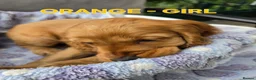 Cocker Spaniel dogs for sale: Beautiful 100% Cocker Spaniel puppies- litter of 6 - Advert 17