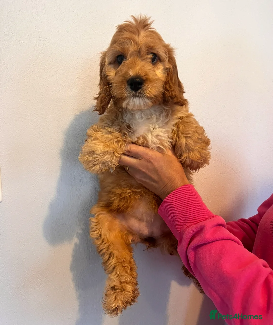 Cockapoo dogs for sale: 2 left* Adorable Cockapoo babies - apricot & merle - Advert 36