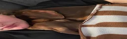 Miniature Dachshund dogs for sale: 2x adult minute dachund  - Advert 10