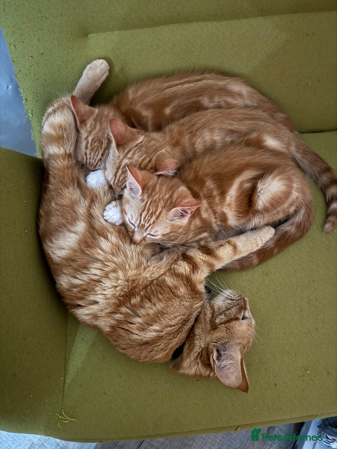 Mixed Breed cats for sale: 3 x Ginger Tabby Male Kittens  - Advert 1