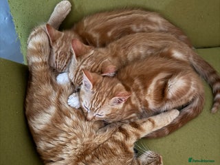 Mixed Breed cats 3 x Ginger Tabby Male Kittens - Advert 1