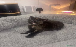 American Shorthair cats for sale: American short hair kittens  - Image 4
