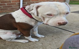 Mixed Breed dogs for sale: Bruce (3 year old male)  - Image 1