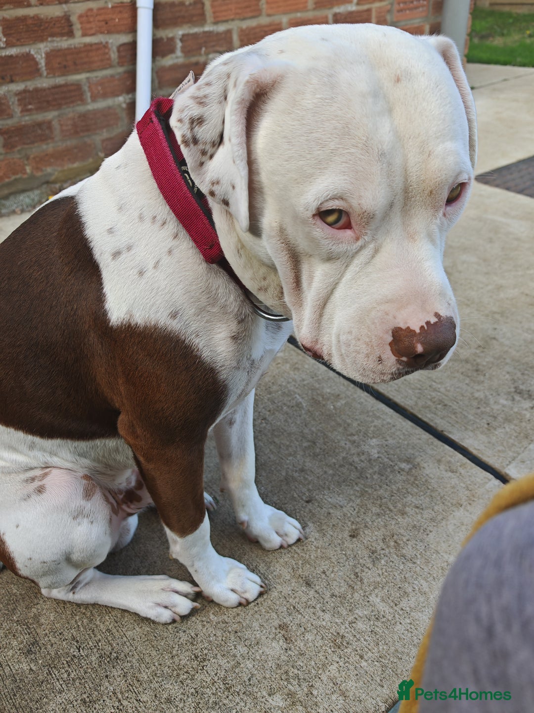 Mixed Breed dogs for sale: Bruce (3 year old male)  - Image 1
