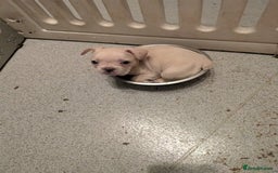 French Bulldog dogs for sale: French bulldog puppy's  - Image 1