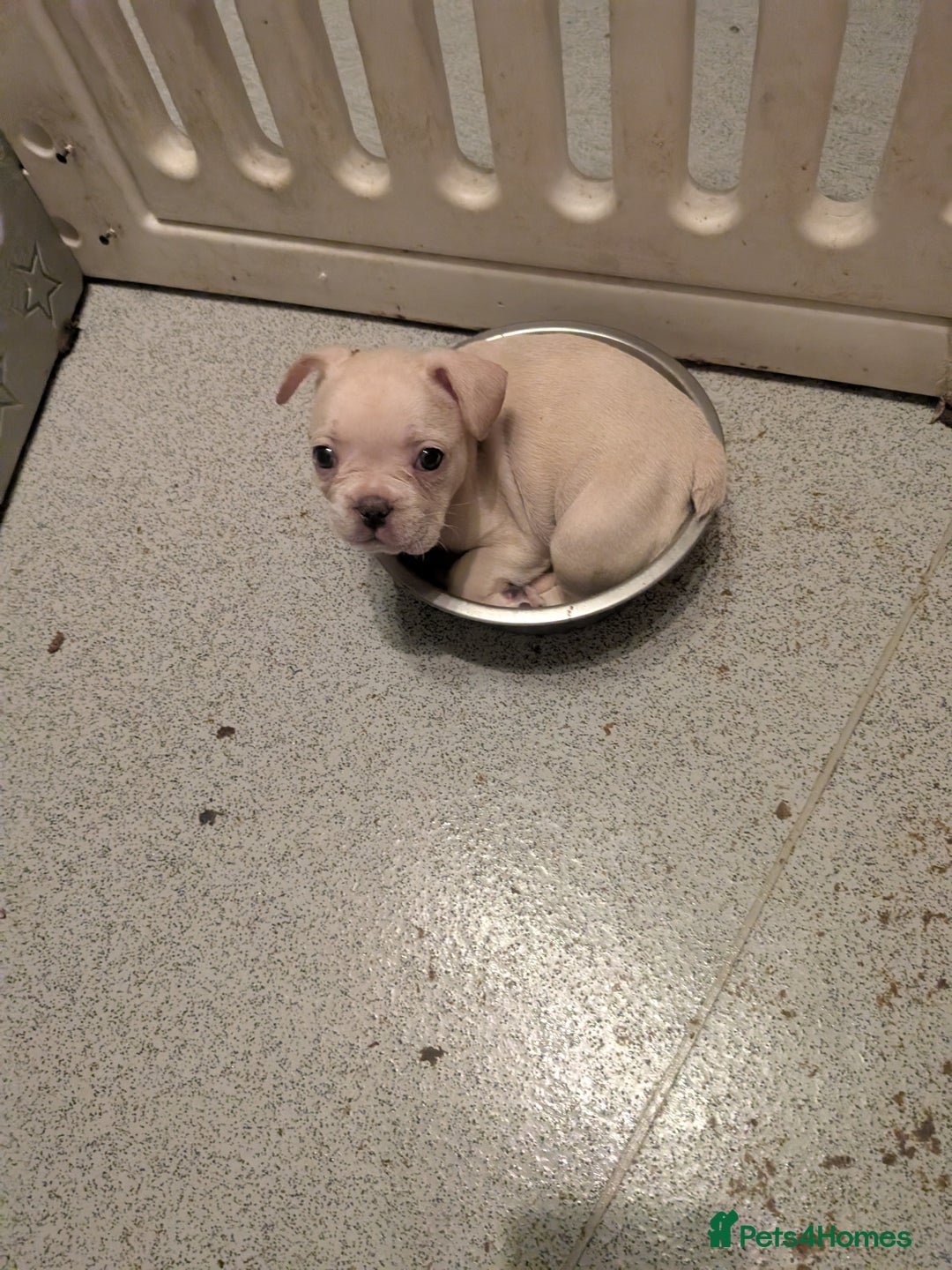 French Bulldog dogs for sale: French bulldog puppy's  - Image 1