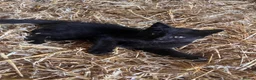 Mixed Breed cats for sale: Fun Black Female Kitten - Advert 2