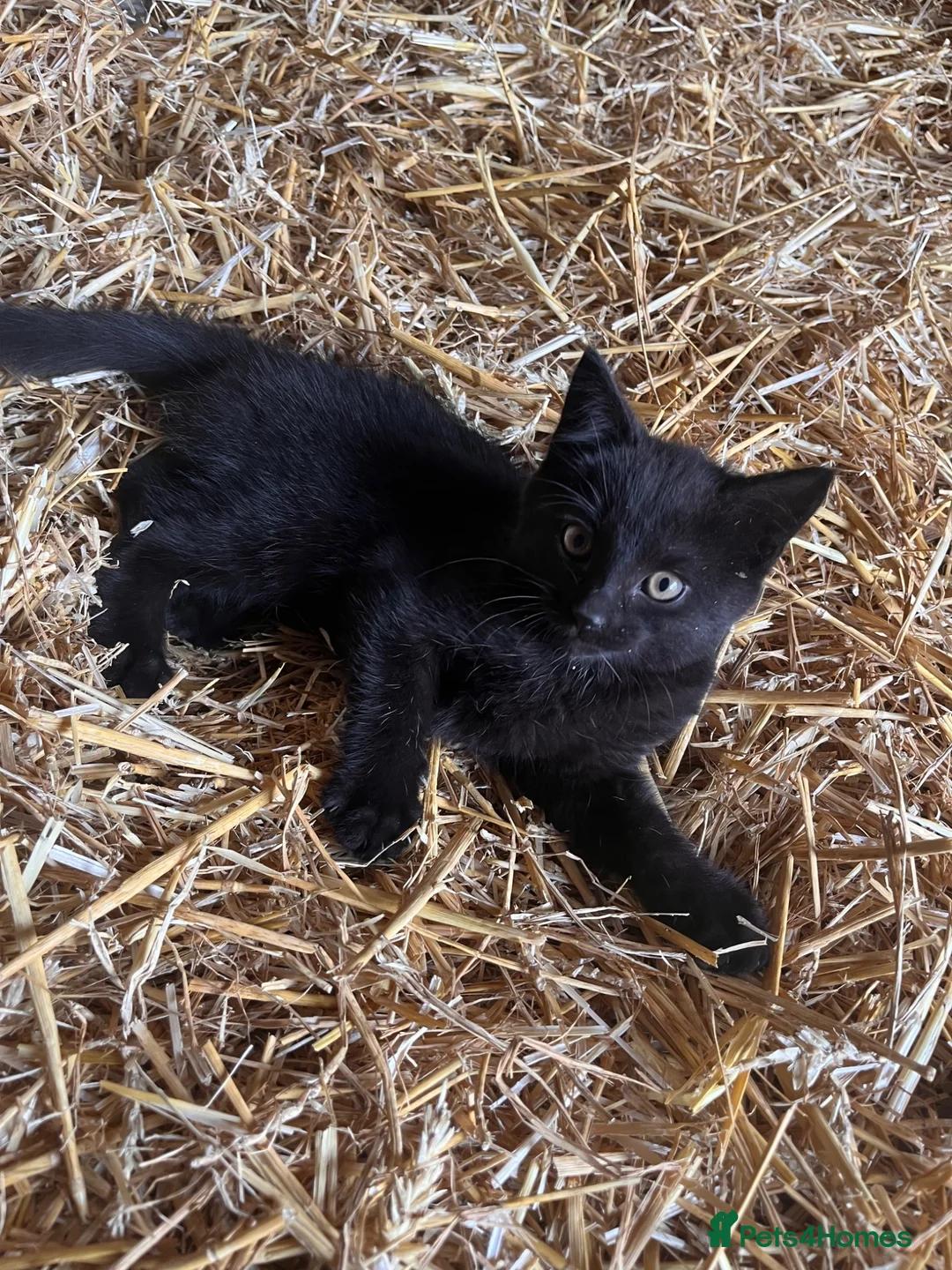 Mixed Breed cats for sale: Fun Black Female Kitten - Advert 2