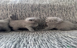 Scottish Fold cats for sale: Beautiful TICA reg Scottish Fold/Straight Kittens  - Image 7