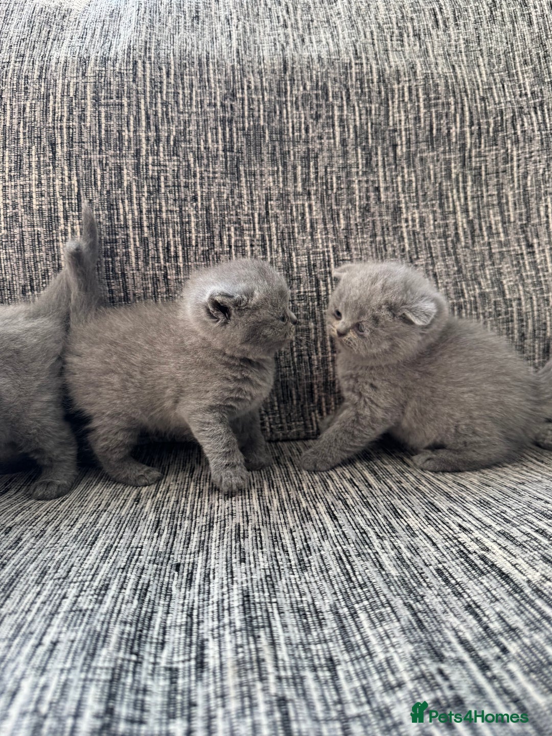 Scottish Fold cats for sale: Beautiful TICA reg Scottish Fold/Straight Kittens  - Image 7