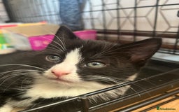 Mixed Breed cats for sale: 3 female kittens (ready to go)  - Advert 4