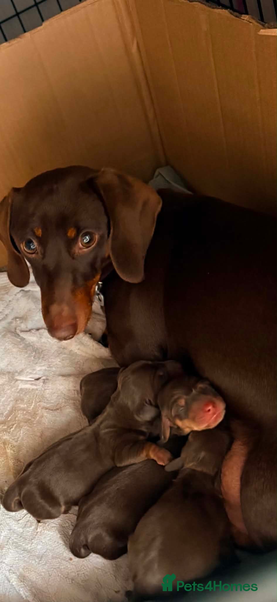 Miniature Dachshund dogs Beautiful Chocolate & Tan Miniature Dachsunds - Advert 10