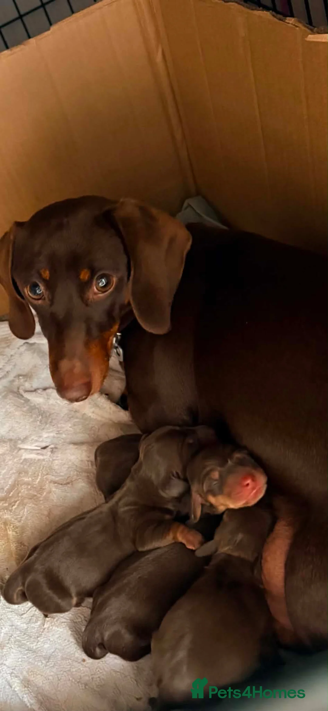 Miniature Dachshund dogs for sale: Beautiful Chocolate & Tan Miniature Dachsunds - Advert 1