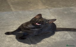 Egyptian Mau cats for sale: TICA reg Spotted EgyptianMau x Bengal LOWEST PRICE - Image 12