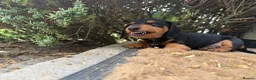 Miniature Dachshund dogs for sale: Miniature dachshund puppies  in Winchester - Advert 17