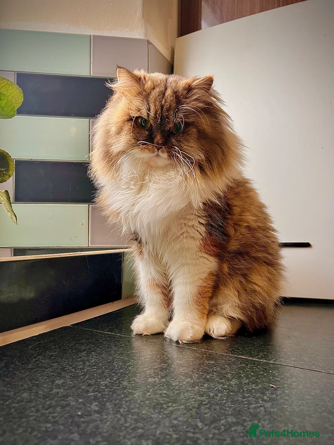 Gallery Image {{count}}