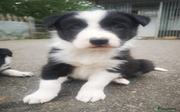 Border Collie dogs for sale: Beautiful Fluffy collie pups for sale  - Image 9