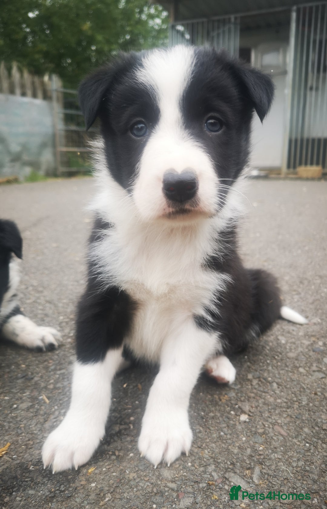 Border Collie dogs for sale: Beautiful Fluffy collie pups for sale  - Image 9