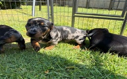 Miniature Dachshund dogs for sale: **We have adorable miniature dachshund puppies** - Image 5