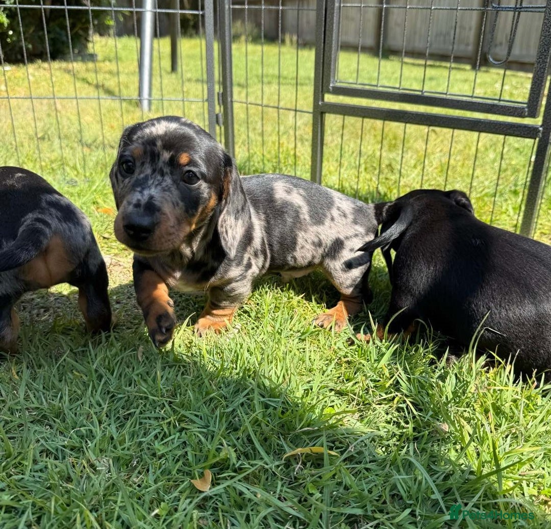 Miniature Dachshund dogs for sale: **We have adorable miniature dachshund puppies** - Image 5