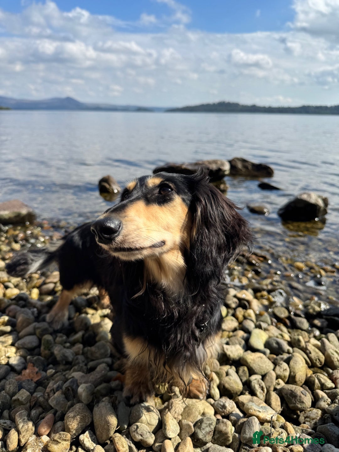 Miniature Dachshund dogs for stud: KC Registered - Health Tested - Proven Stud Dog 🏅 - Advert 2