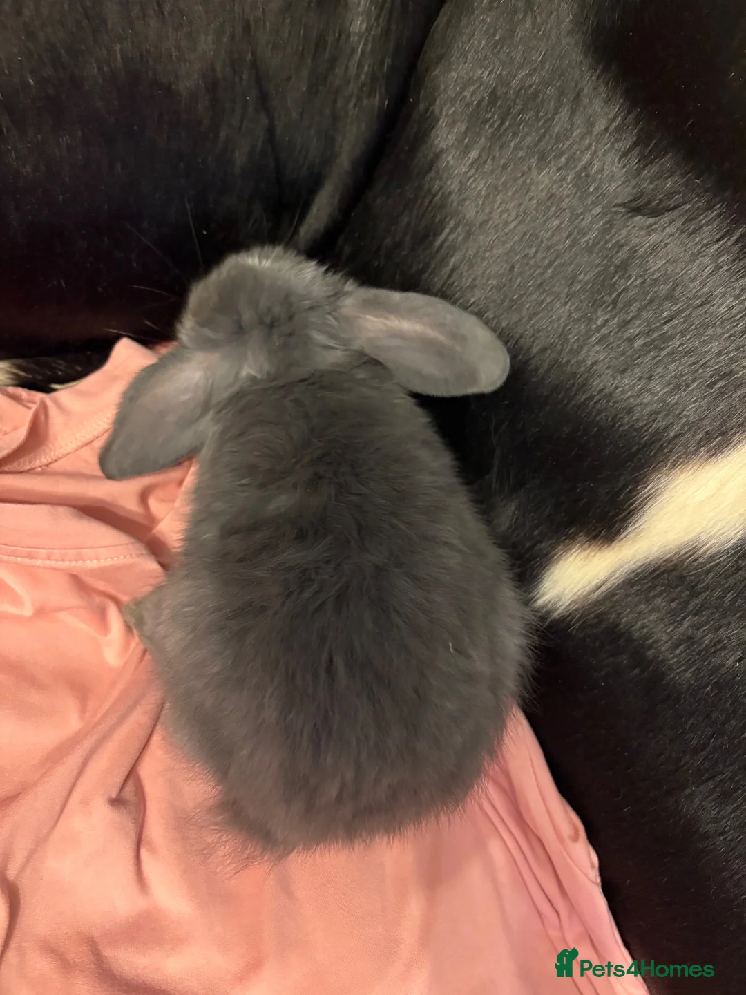 Mini Lop rabbits for sale: Baby mini lops💗🩵 - Advert 9