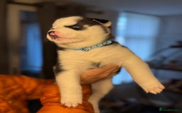 Siberian Husky dogs for sale: Siberian husky puppy’s for sale  - Image 10