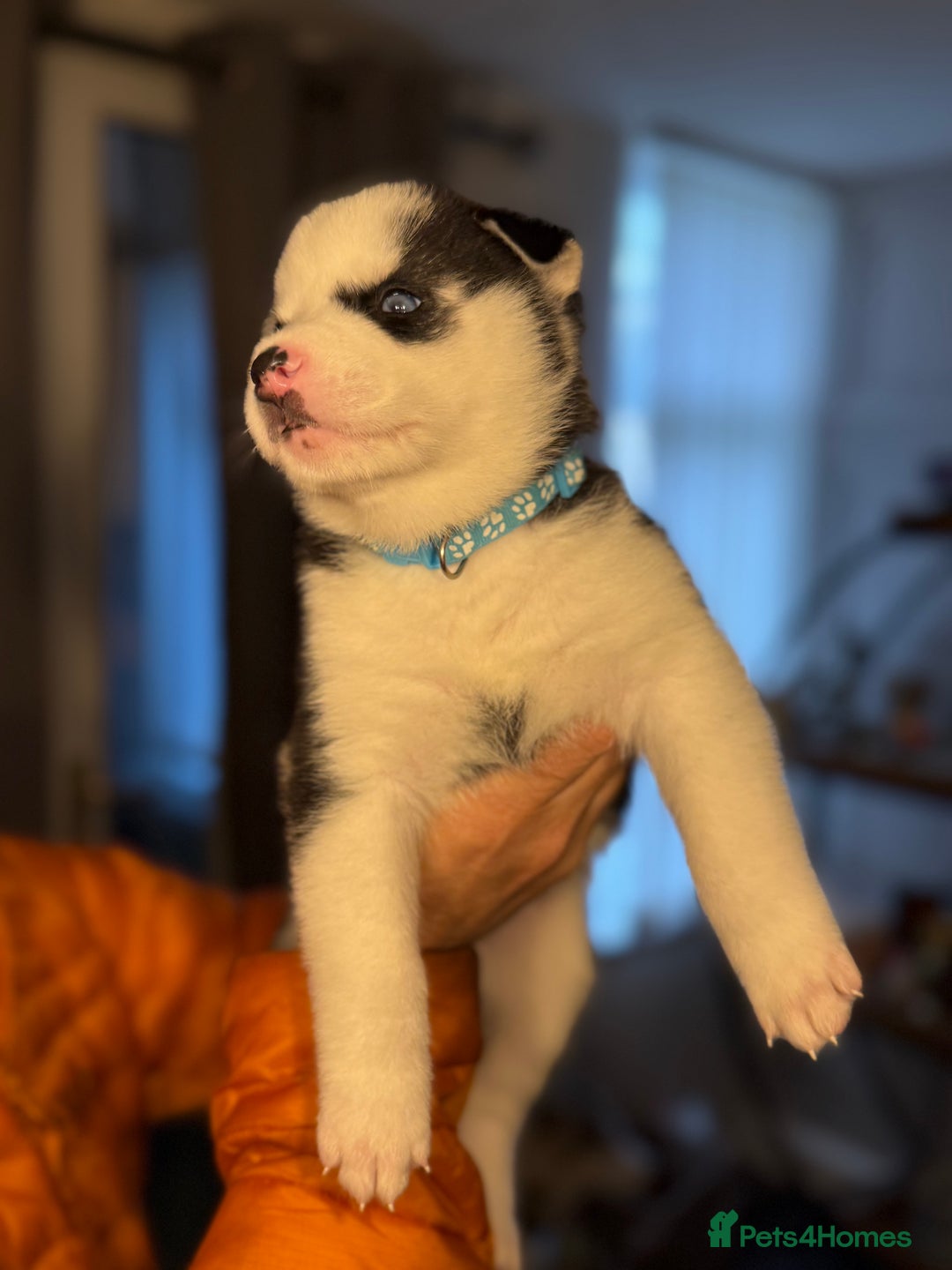 Siberian Husky dogs for sale: Siberian husky puppy’s for sale  - Image 10